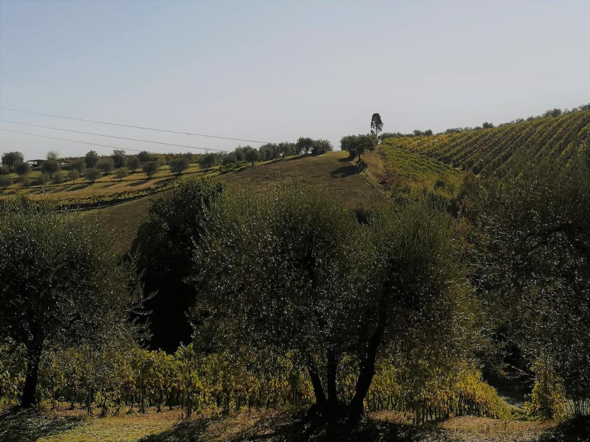 Agricamping Poggio Ai Pini Wine Camping Certaldo Buitenkant foto