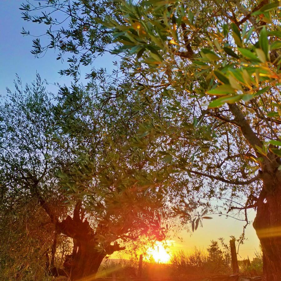 Agricamping Poggio Ai Pini Wine Camping Certaldo Buitenkant foto