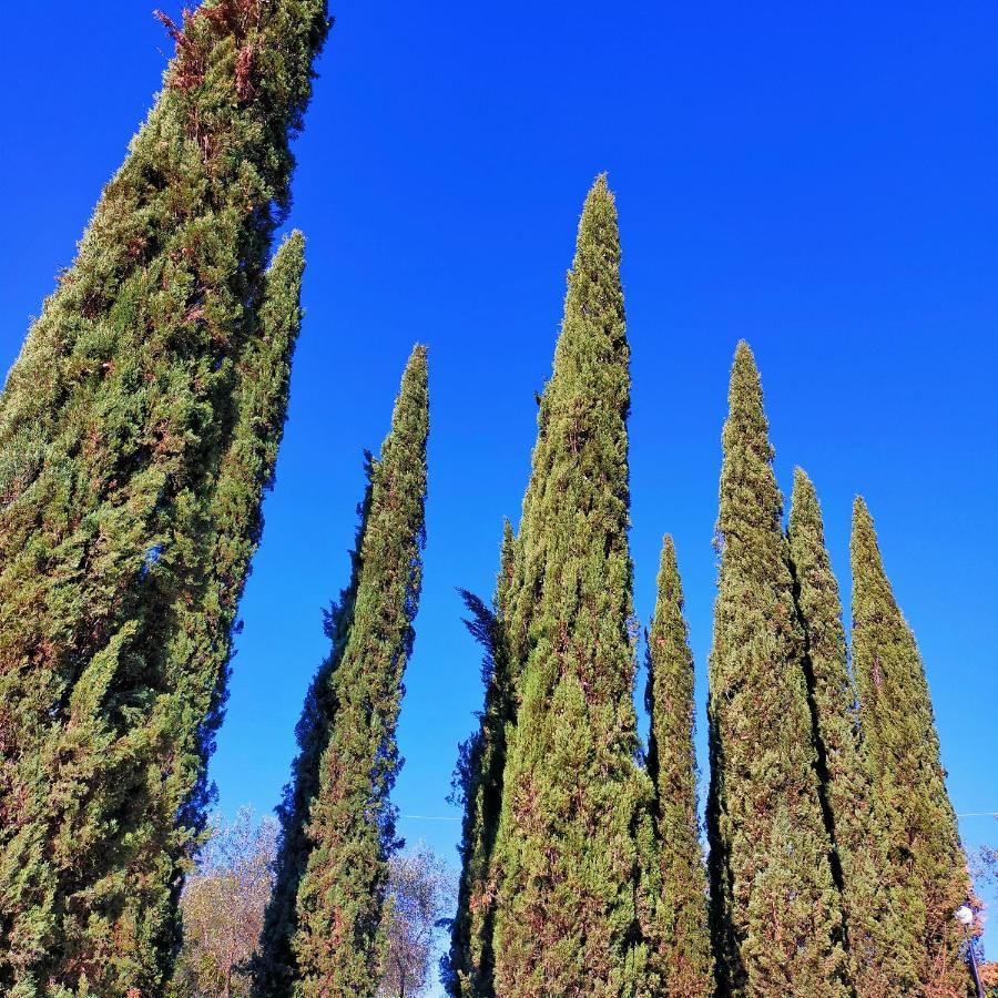 Agricamping Poggio Ai Pini Wine Camping Certaldo Buitenkant foto